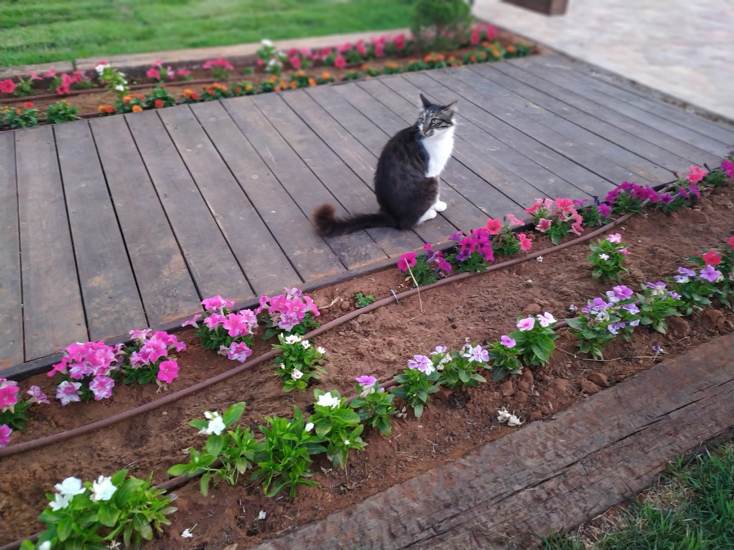 Photo of שחף לוי (Seagull)